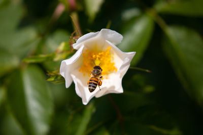 Close-up of honey bee on white flower