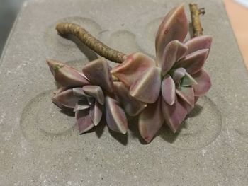 Close-up high angle view of flower