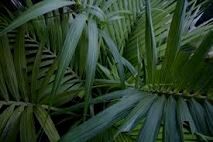 growth, plant, nature, close-up, freshness, green color, beauty in nature, leaf, selective focus, fragility, full frame, growing, focus on foreground, grass, day, tranquility, backgrounds, outdoors, field, no people