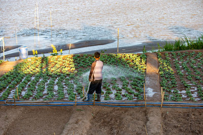 Rear view of man watering plants on field