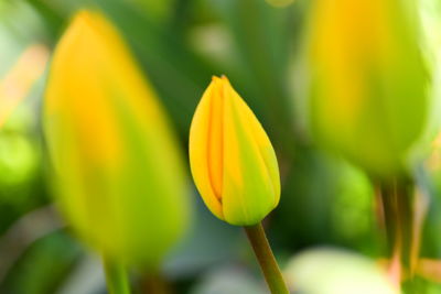 Close-up of yellow flowering plant