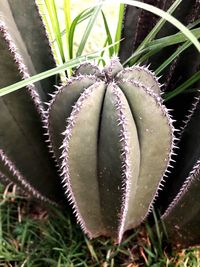 High angle view of succulent plant on field