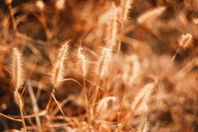 Close-up of crops on field