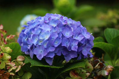 Close-up of purple flowering plant