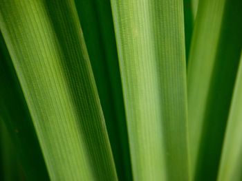 Close-up of green leaf