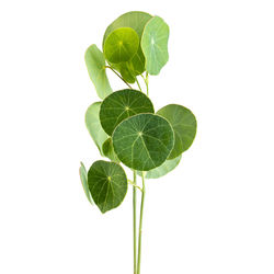 Close-up of leaves against white background