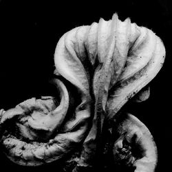 Close-up of rose over black background