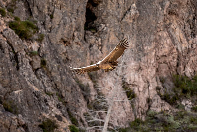 Bird flying over rock