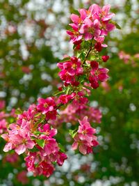 Close-up of pink flowering plant
