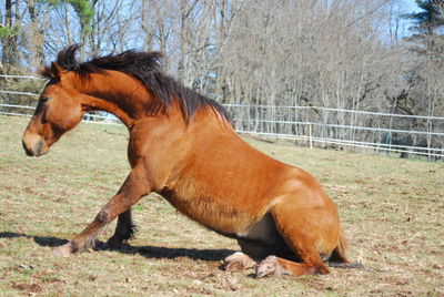 Side view of horse in ranch