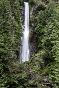 Scenic view of waterfall in forest