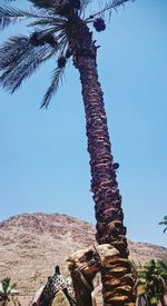 Low angle view of tree against clear sky