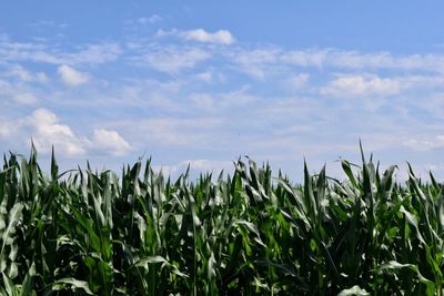 Crops growing on field against sky