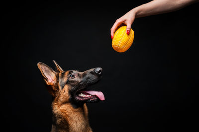 Cropped hand of woman holding dog against black background