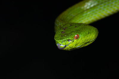 Close-up of green leaf over black background