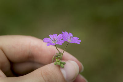 Close-up of hand holding purple flower