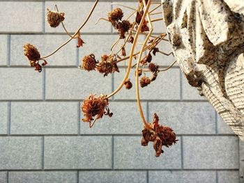 Close-up of dry leaves on tree