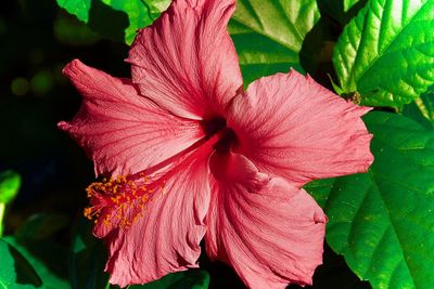 Close-up of pink hibiscus blooming outdoors