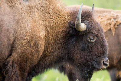 Close-up of a horse