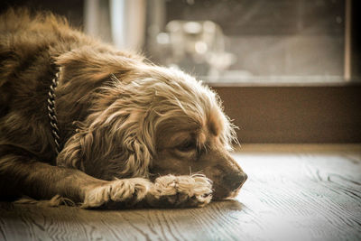 Close-up of a dog sleeping on floor at home