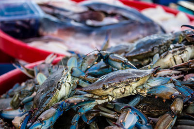 Close-up of seafood