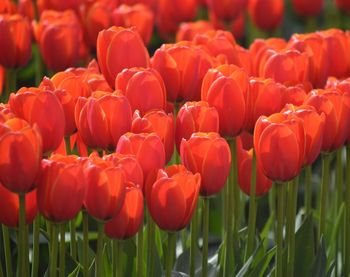 Close-up of red tulips in field