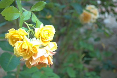 Close-up of yellow flowers blooming outdoors