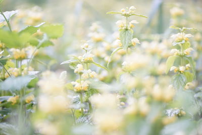 Close-up of white flowering plants on field