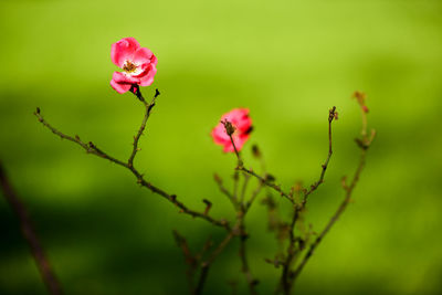Close-up of pink flower
