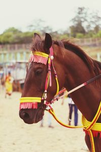 Full length of a horse in ranch