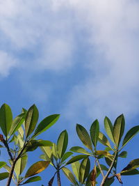 Low angle view of leaves against sky