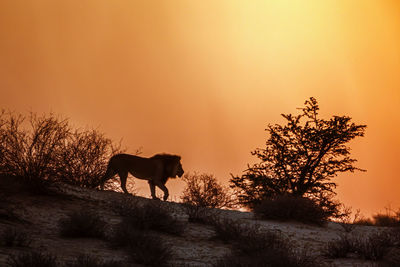 Low angle view of horse standing on field against sky during sunset