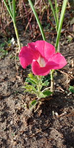 Close-up of pink crocus blooming on field