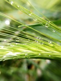 Close-up of wet plant leaves
