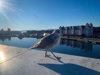 Seagull flying over sea against sky