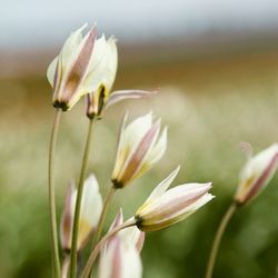 Close-up of white flower buds