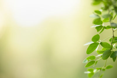 Close-up of plant leaves