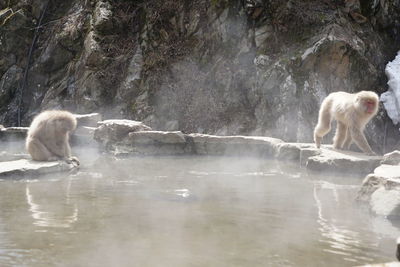 Sheep in a lake