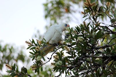 Low angle view of little corella perching on branch
