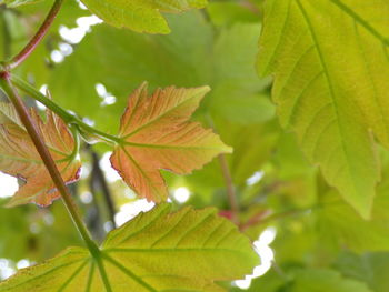 Close-up of maple leaves on tree