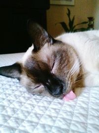 Cat sleeping on tiled floor