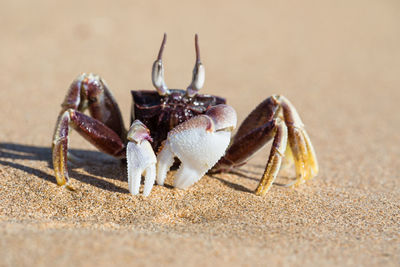 Close-up of crab on sand