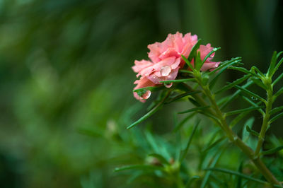 Close-up of pink flowering plant