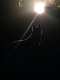 Cat looking up