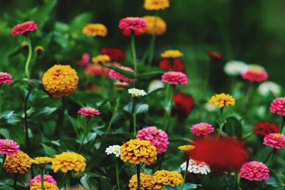 Close-up of flowering plants on field