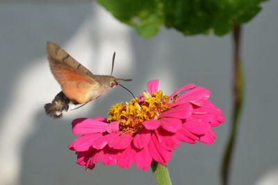 Close-up of butterfly pollinating on pink flower