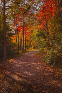 Trees growing in forest during autumn