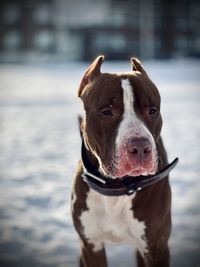 Close-up portrait of a dog