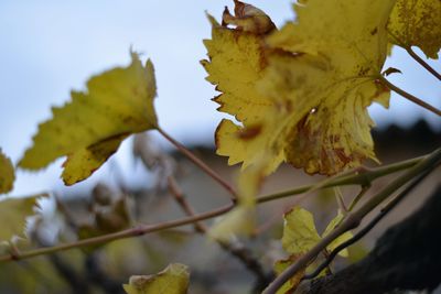 Close-up of yellow flowering plant during autumn