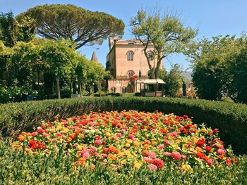 View of flowering plants in garden